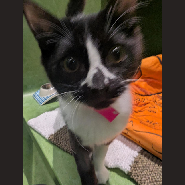 Photo of Sagittarius