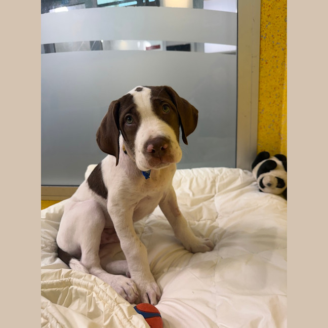 Photo of Milo 