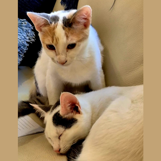 Photo of Nala And Zazu