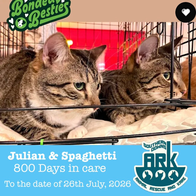 Photo of Julian & Spaghetti 