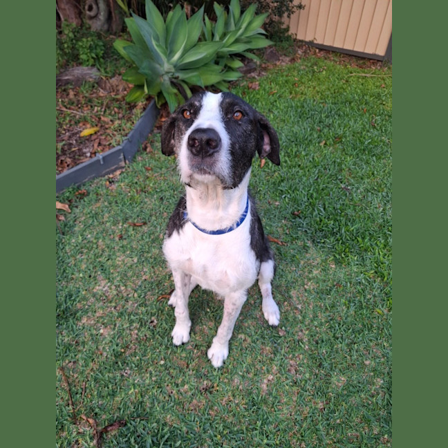 Photo of Murphy *$350 Adoption Fee*