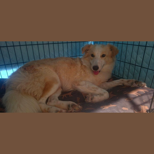 Photo of Mochi