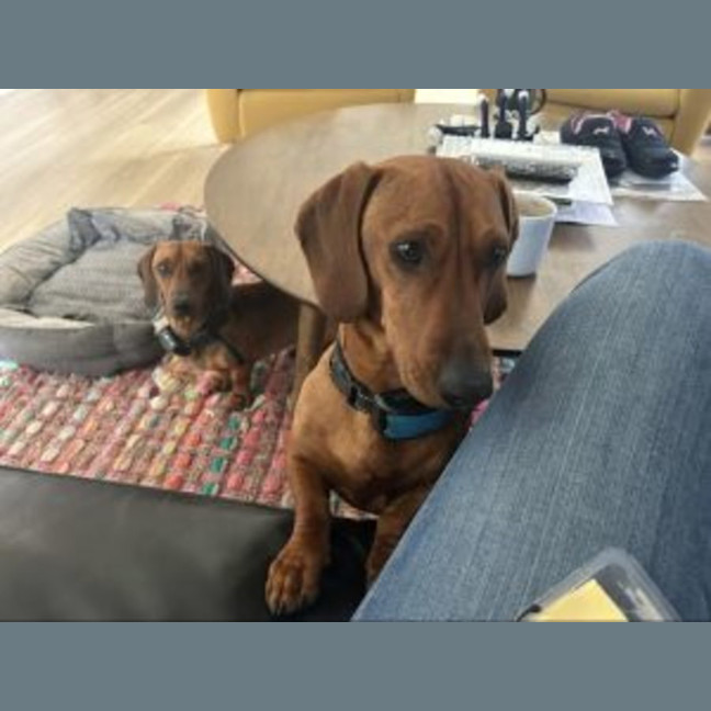 Photo of Paddy & Banjo