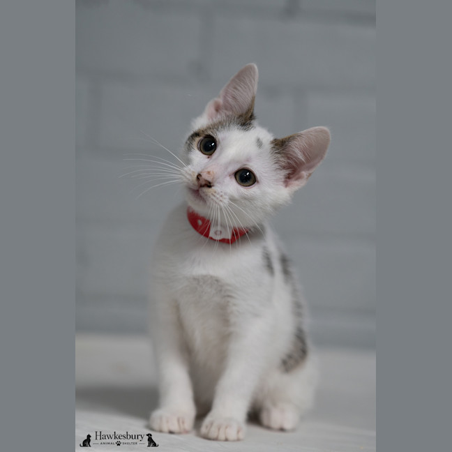 Photo of Scooby