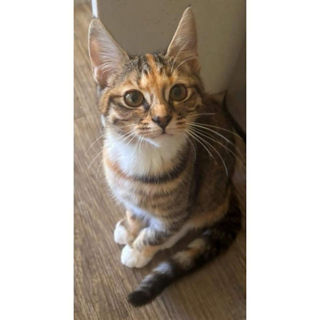 Photo of 13695   Hattie