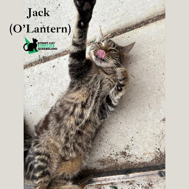 Photo of Jack O'lantern