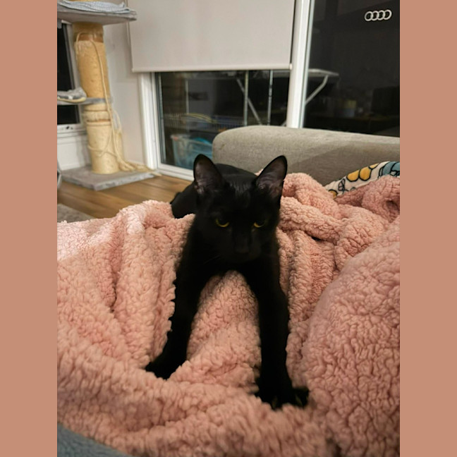Photo of Belladonna
