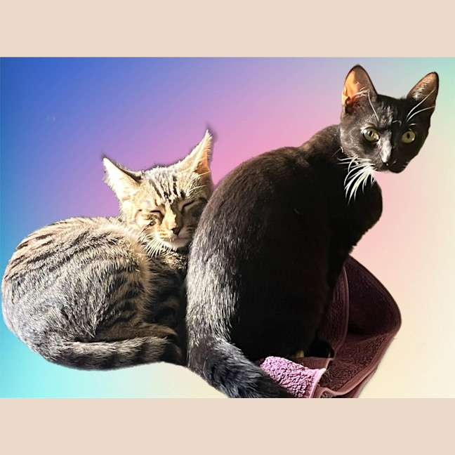 Photo of Onyx & Hexley