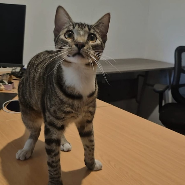 Photo of Benji