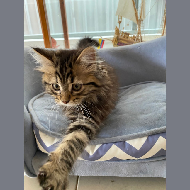 Photo of Coco