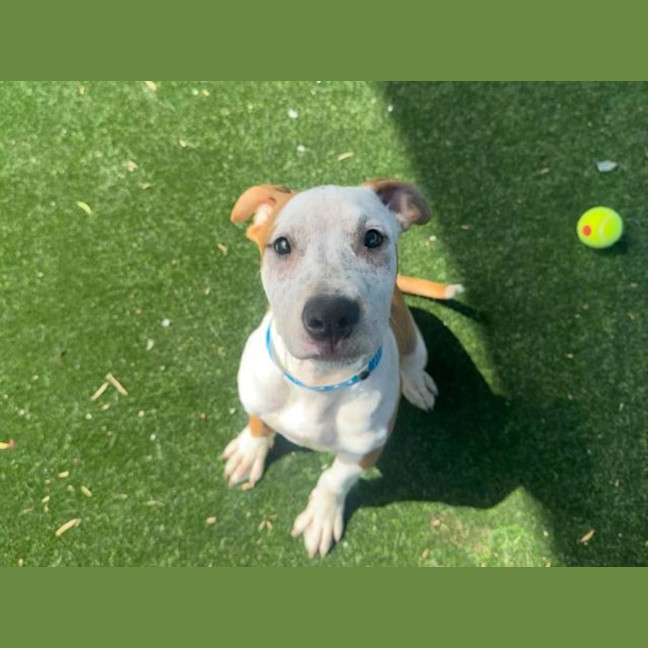 Photo of Jughead Imp 2452