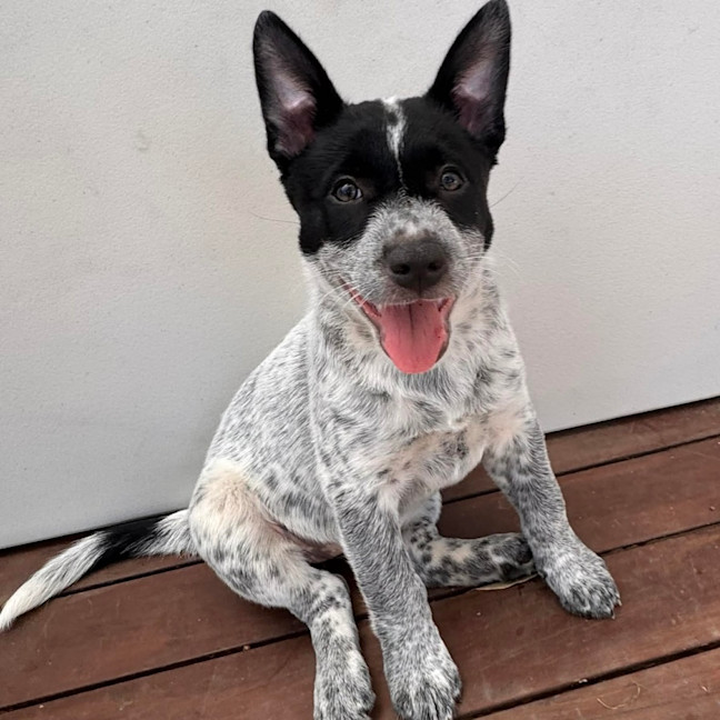 Photo of Bindi 💞🎾