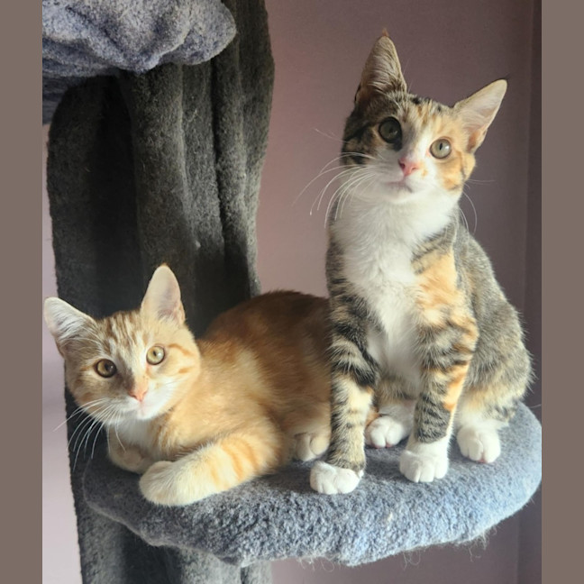 Photo of Leon   Located In Templestowe Lower