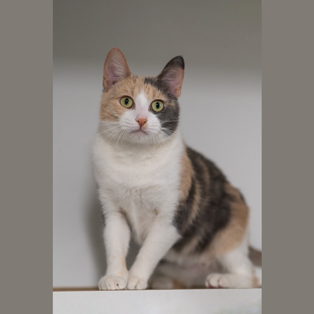 Photo of Bella