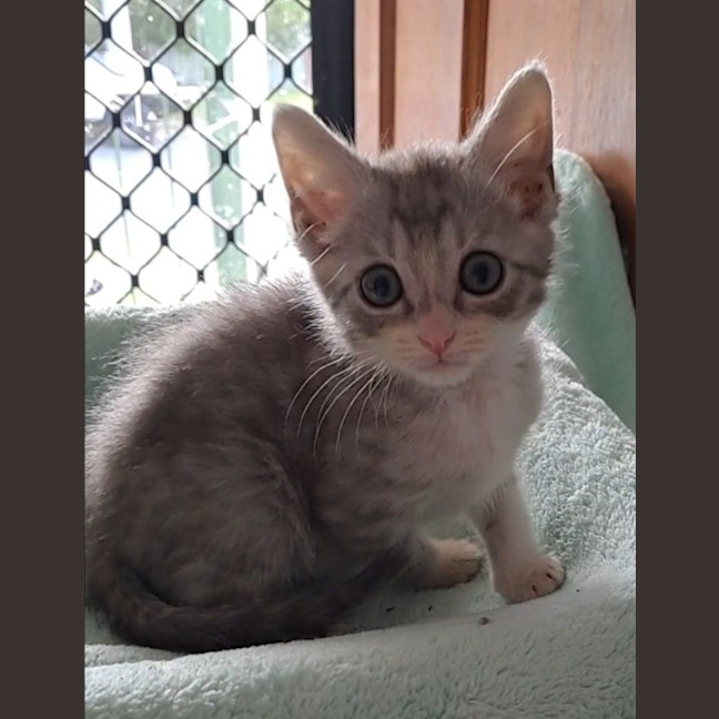 Photo of Niko