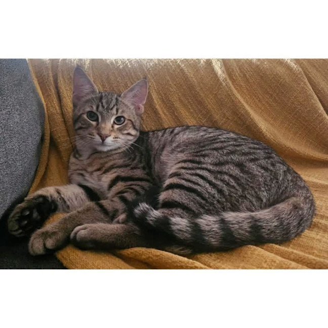 Photo of 14017   Saff