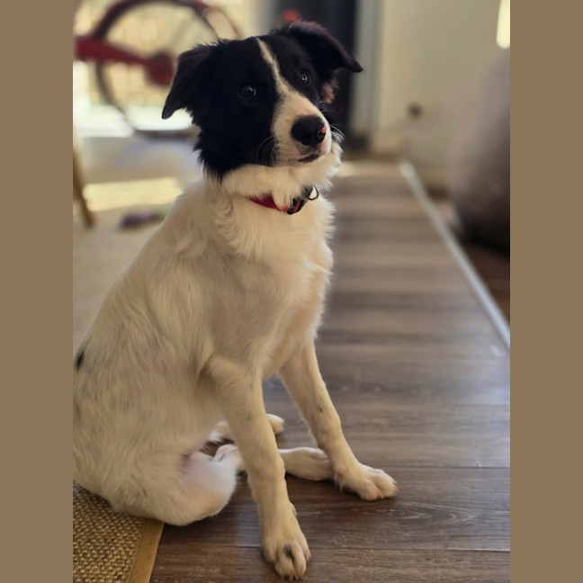 Photo of Annie 
