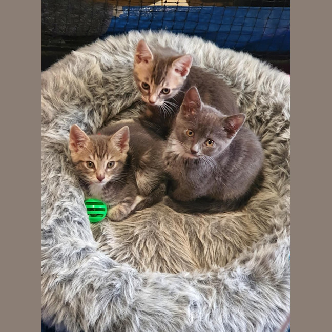 Photo of Cinna ** 2nd Chance Cat Rescue**