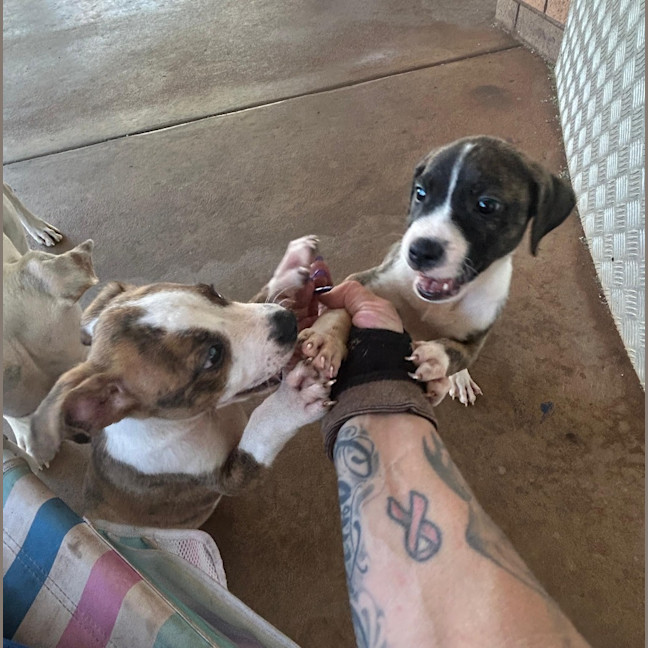 Photo of Foxtrot (Yarnta)