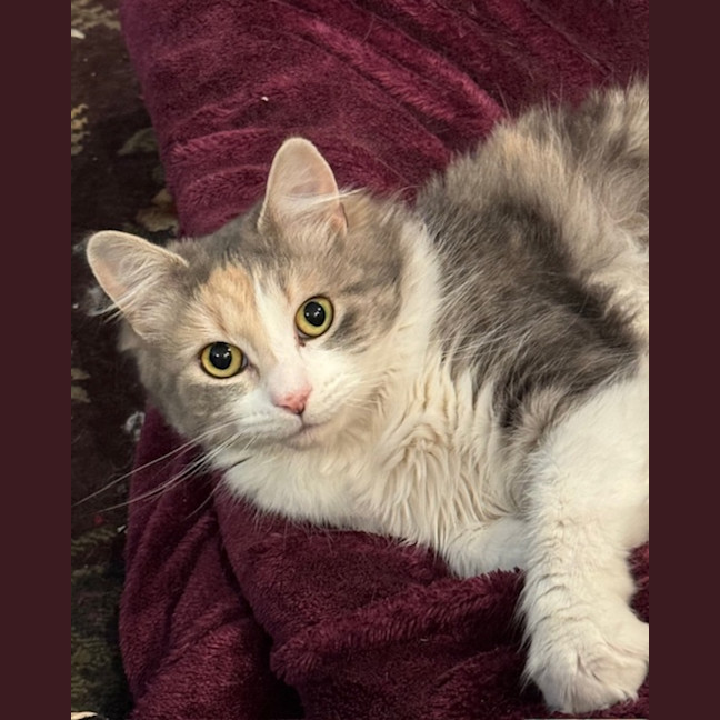 Photo of Luna