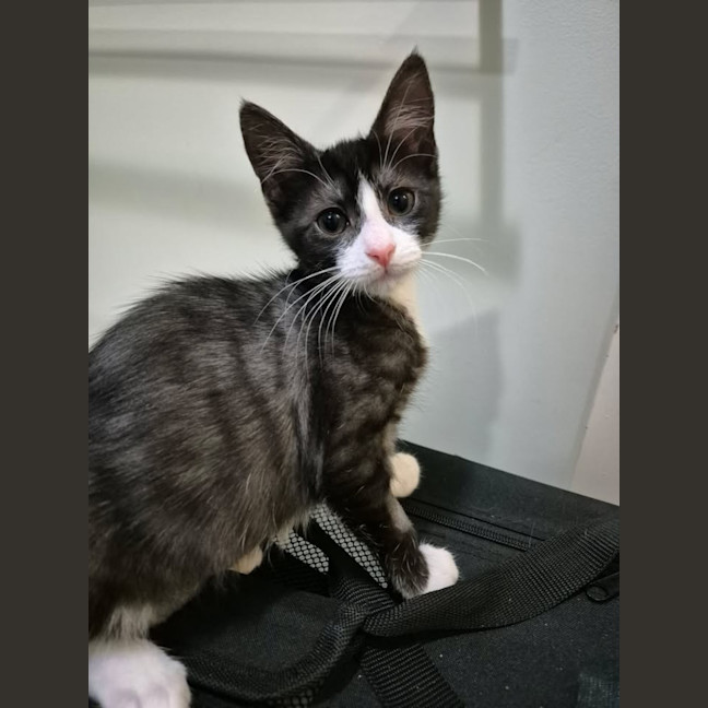 Photo of Blossom
