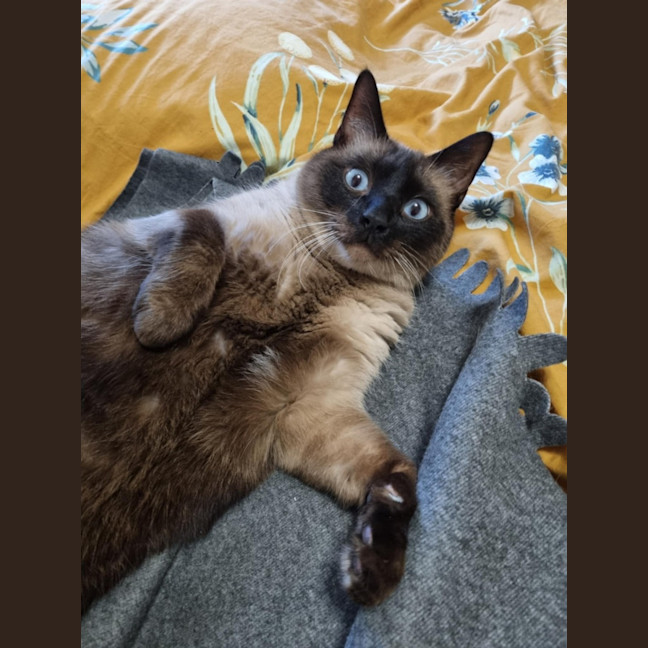 Photo of Frankie & Freddy   Located In Preston