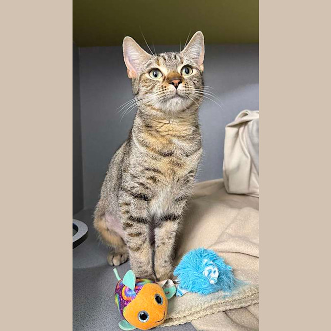 Photo of Tiger Lilly