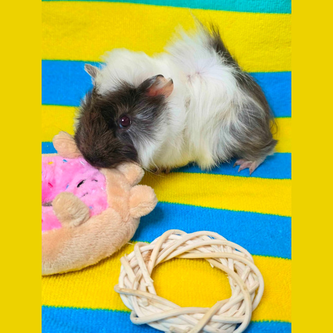 Photo of Rufus & Ringo