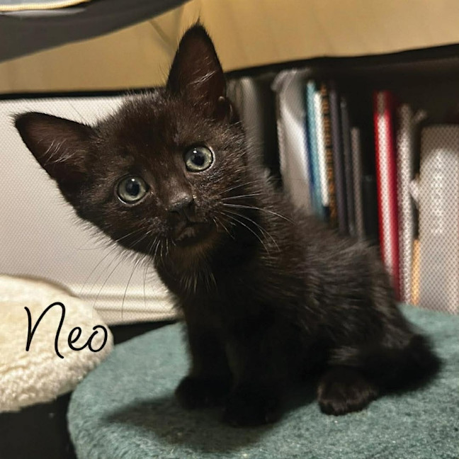 Photo of Neo And Trinity