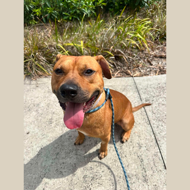 Photo of 🧅 Hollandaise 5770 🧅