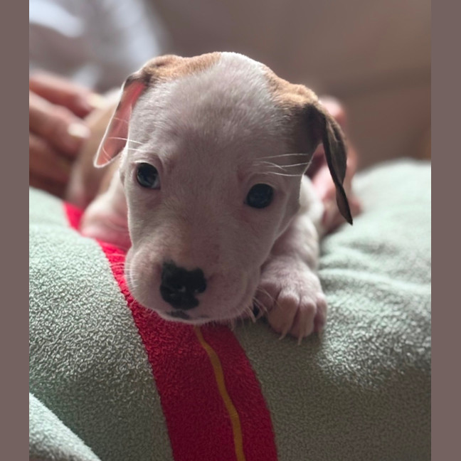 Photo of Cookie