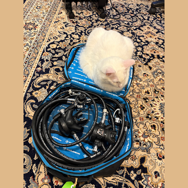 Photo of Bingus
