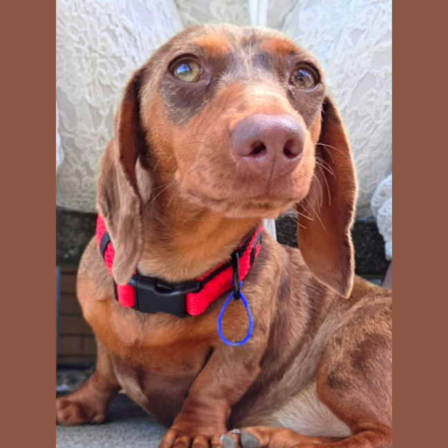Photo of Rune   7 Month Old Dachshund