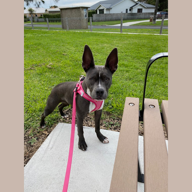 Photo of Luna
