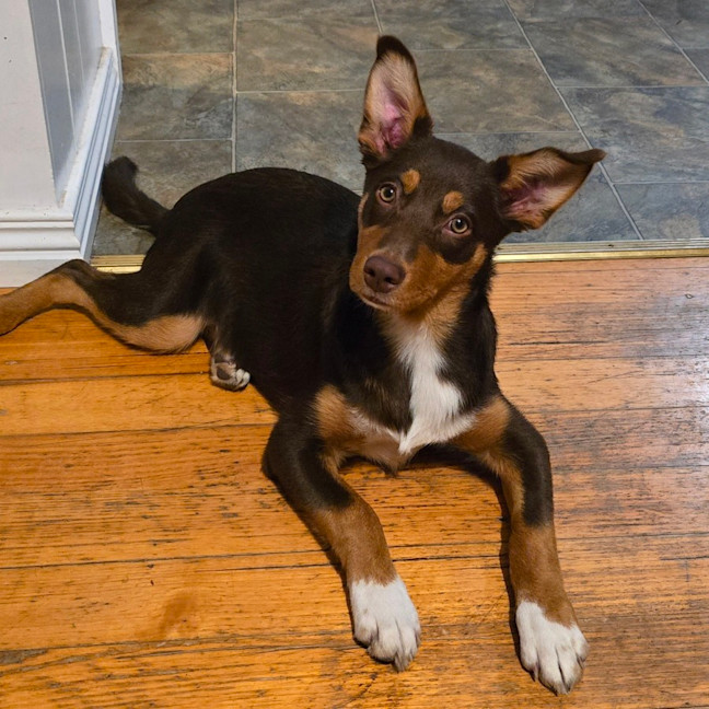 Photo of Baguette