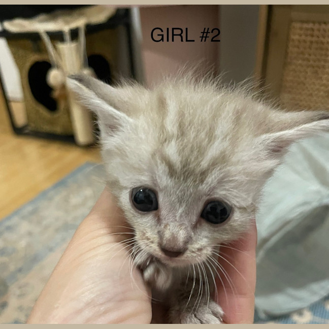 Photo of Pepper (K77)