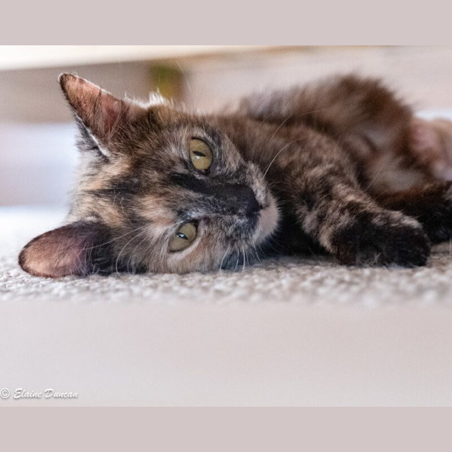 Photo of Roxie