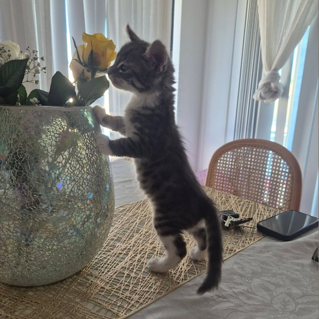 Photo of Chai