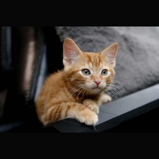 Photo of Nugget