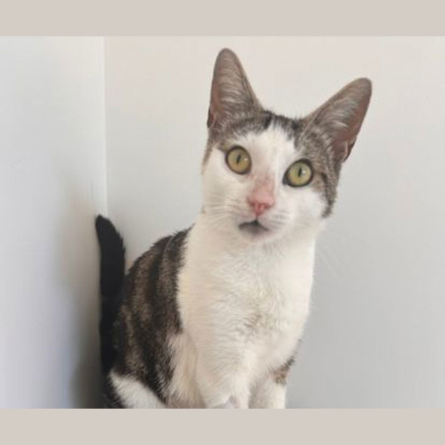 Photo of Miss Patricia Peanut