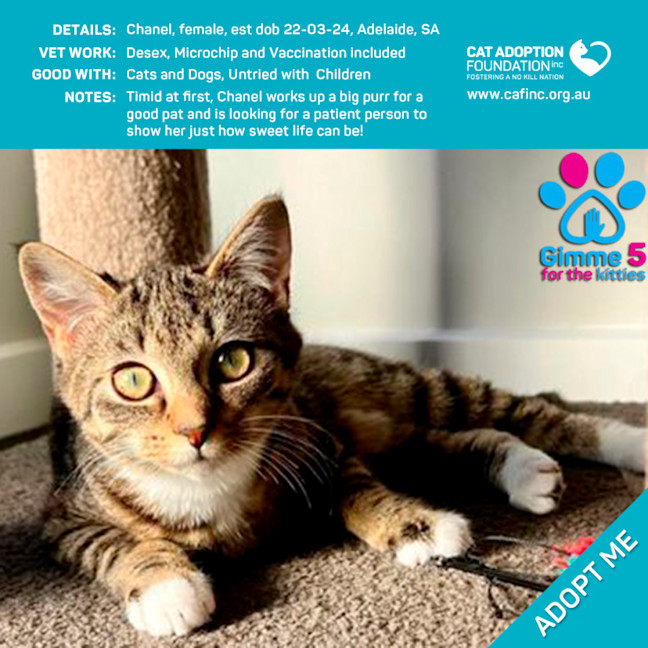 Photo of Chanel Just $50 Limited Time!