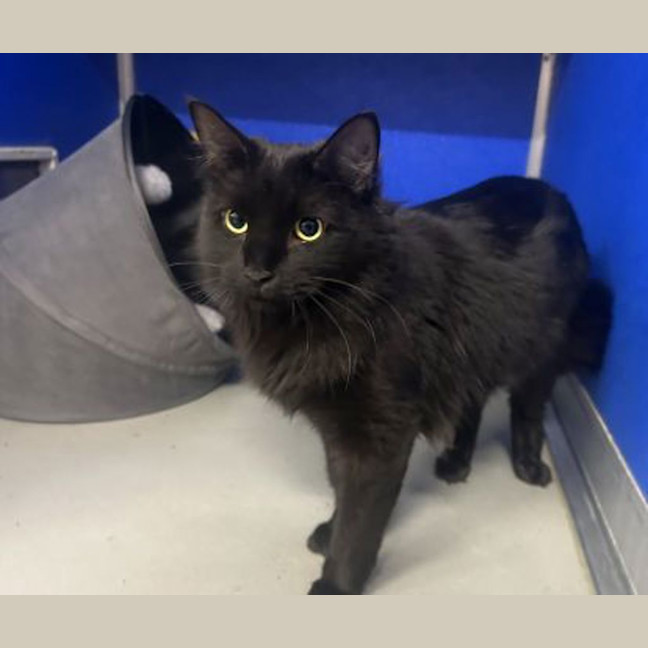 Photo of Shadow