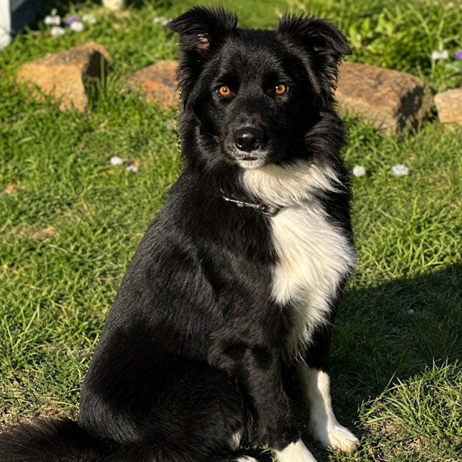 Photo of Zorro