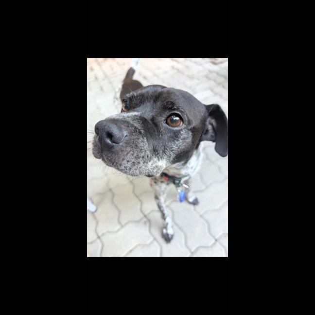 Photo of Puggles   6 Year Old Cattle X Pug