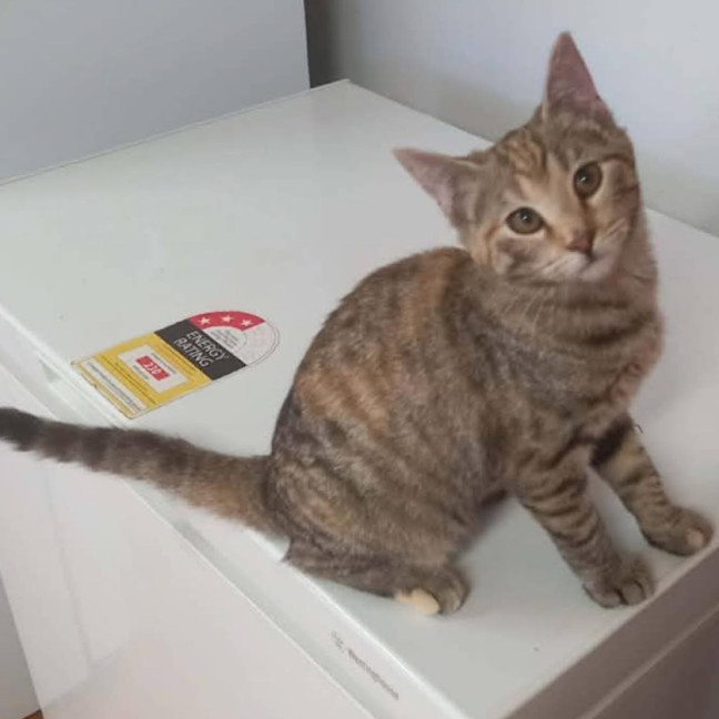 Photo of Cupcake
