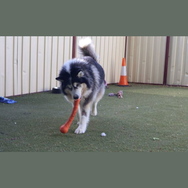 Photo of Angus