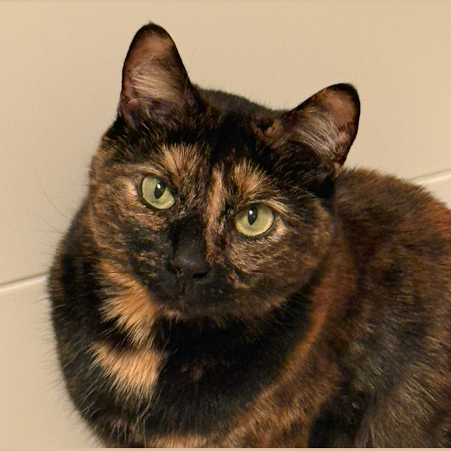 Photo of Tilly