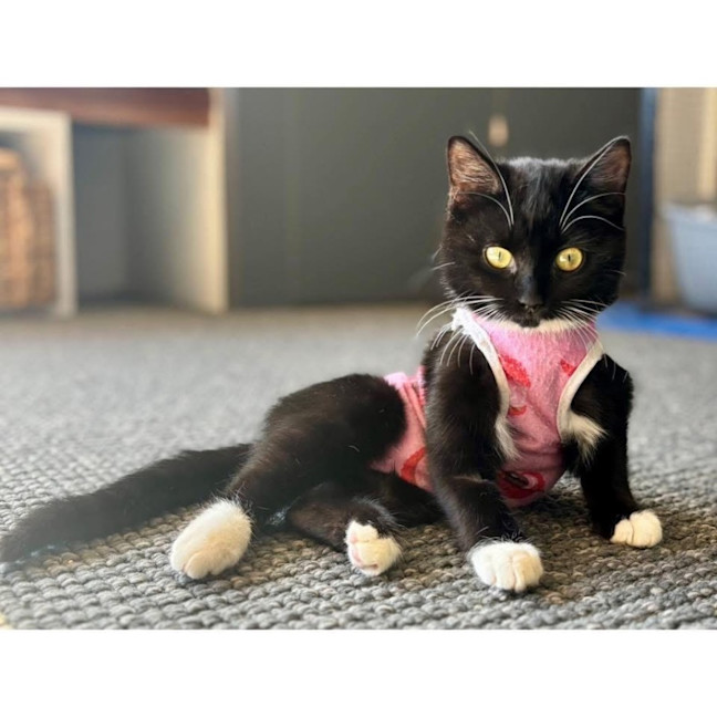 Photo of 12515   Sooty