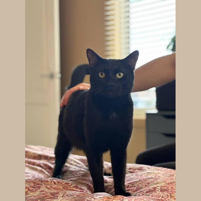 Photo of Brocky   18 Month Old Domestic Short Hair