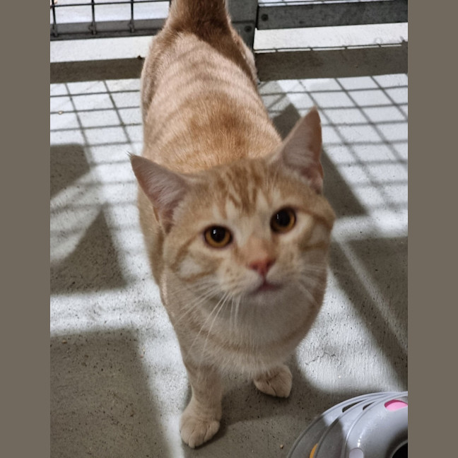 Photo of Nugget